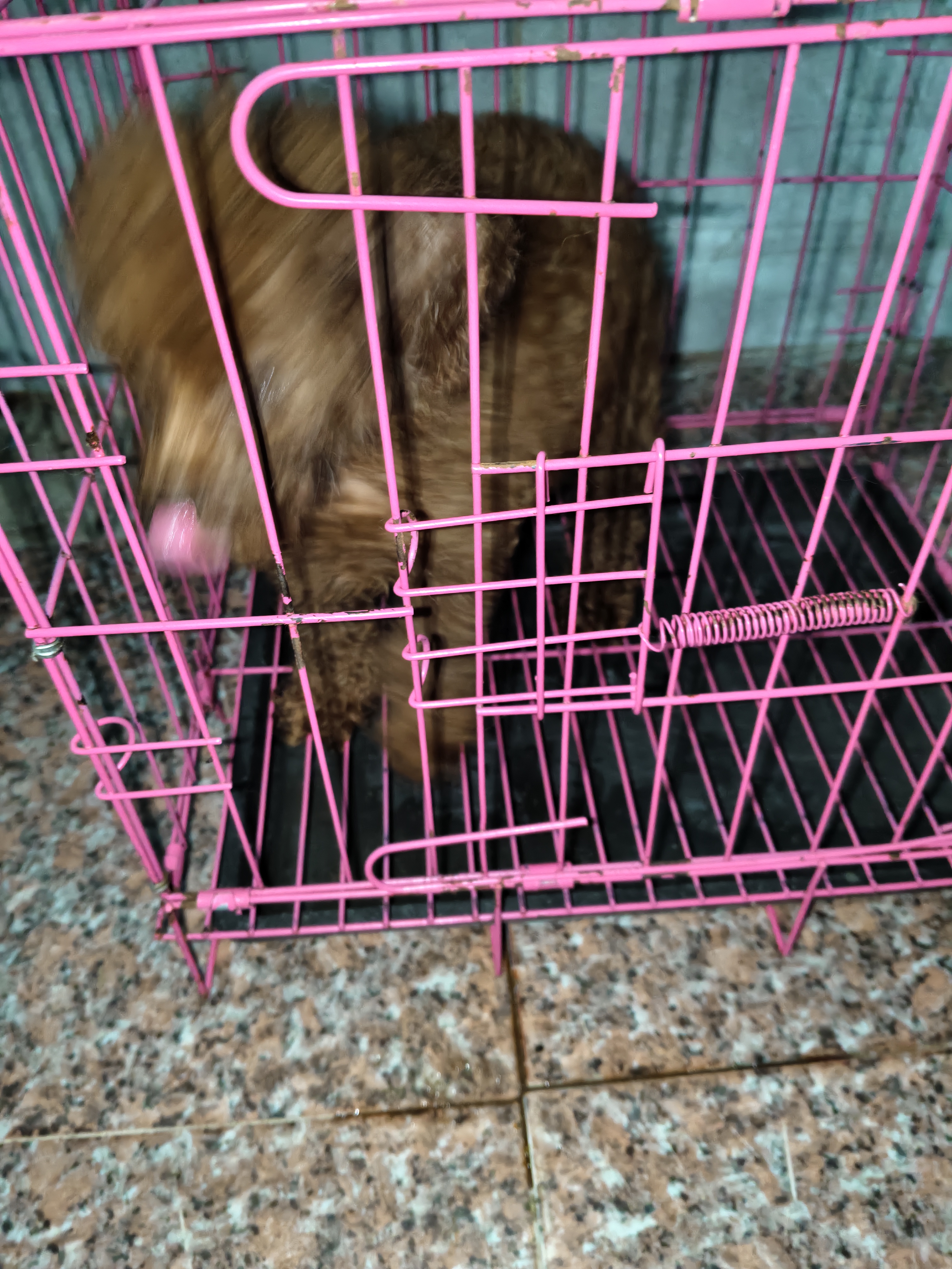 泰迪